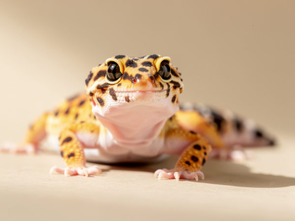 ヒョウモントカゲモドキ